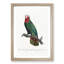 The Cuban Amazon Parrot by F. Levaillant - Picture Frame Art Print-55639807-55639802