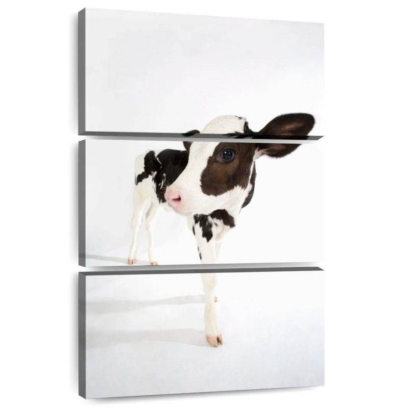Brampt Charming Baby Cow, 74" H x 48" W