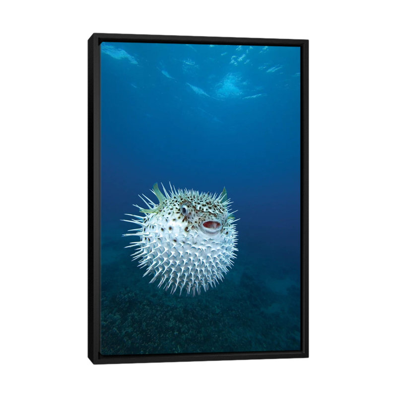 A Spotted Porcupinefish (Diodon Hystrix), Maui, Hawaii by VWPics - Gallery-Wrapped Canvas Giclée on Canvas, No Mat
