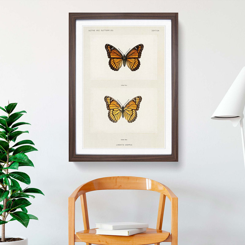 Viceroy Butterfly by S.F. Denton - Picture Frame Painting Print, 27cm H x 36cm W x 2cm D, Walnut Framed