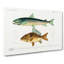 Fish Illustrations PL.15 by Charles D Orbigny - Wrapped Canvas-55364082