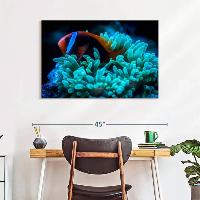 Brampt Tomato Clownfish, 26" H x 39" W