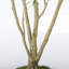 Arbre d'olivier artificiel 8 pi en pot blanc - Faux arbre pour le salon-133488916