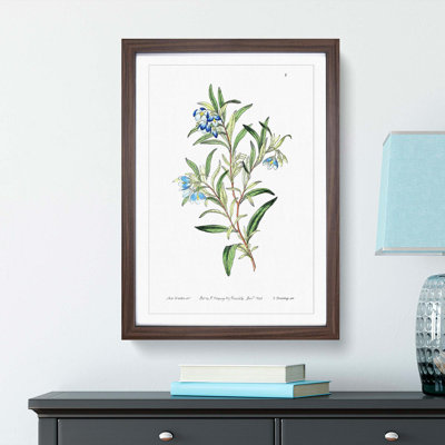 Bluebell Flowers - Framed Print