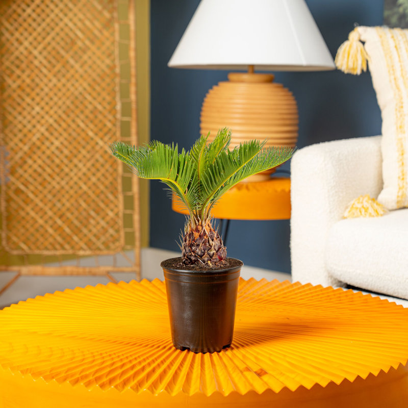 Sago Palm Tree in Nursery Pot