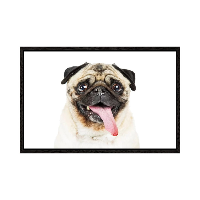Closeup Pug Dog Tongue Hanging Out by Susan Richey - Gallery-Wrapped Canvas Giclée on Canvas, 66.04 cm H x 45.72 cm W