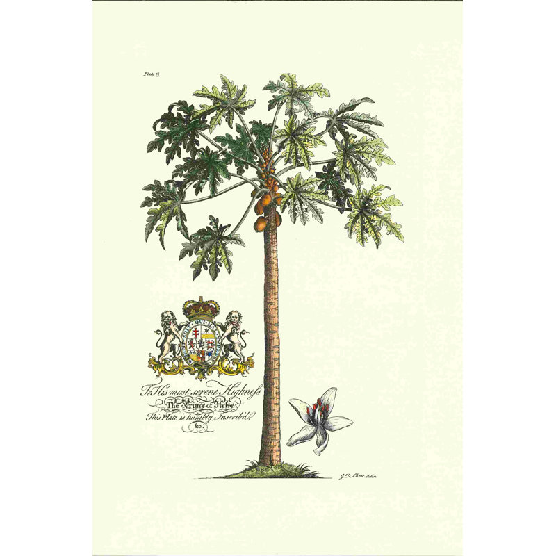 " Scientific Illustration Tree 1 ", 12" H x 8" W  