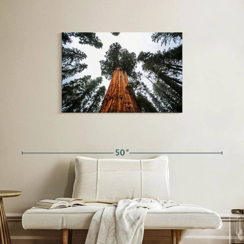 Harnek Giant Sequoias, 24" H x 36" W