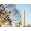 Sunset Bloom Print by Scott Wurzel-65859040-132439382
