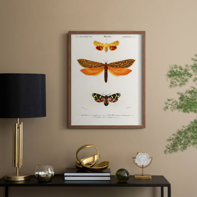 Reproduction encadrée vintage animalier XXIV - bois massif