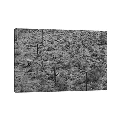 Saguaro Cacti, Organ Pipe Cactus National Monument, Arizona by Tim Fitzharris - Wrapped Canvas Gallery-Wrapped Canvas Giclée