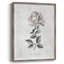 «Vintage Botanical II», reproduction encadrée - bois massif 47084-1135928969