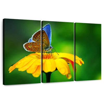 Splendeur papillon bleu Brampt