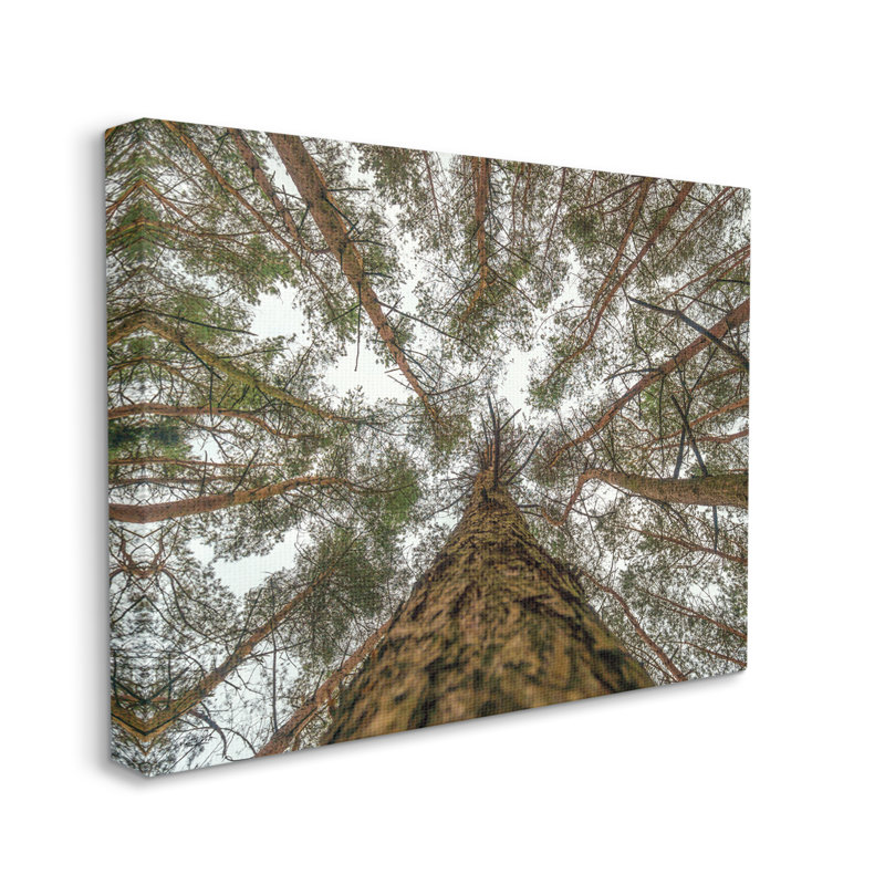 Looming Tree Branches Overhead Wrapped Canvas Wall Art