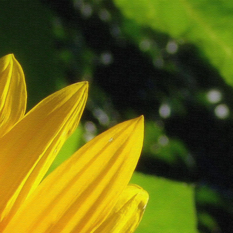 Sunflower - Canvas Photo Prints on Canvas, 100cm H x 150cm W x 4cm D