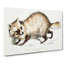 Racoon-Faced Dog by John Edward Gray - Wrapped Canvas-55338259