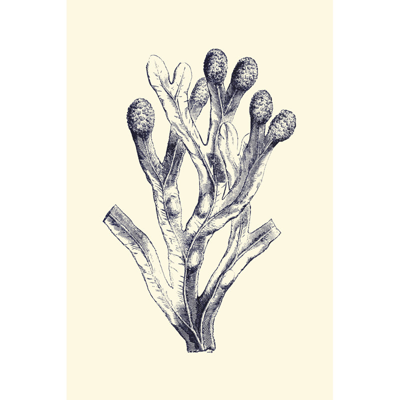 Indigo Kelp II by Vision Studio - Wrapped Canvas Print, 122cm H x 81cm W