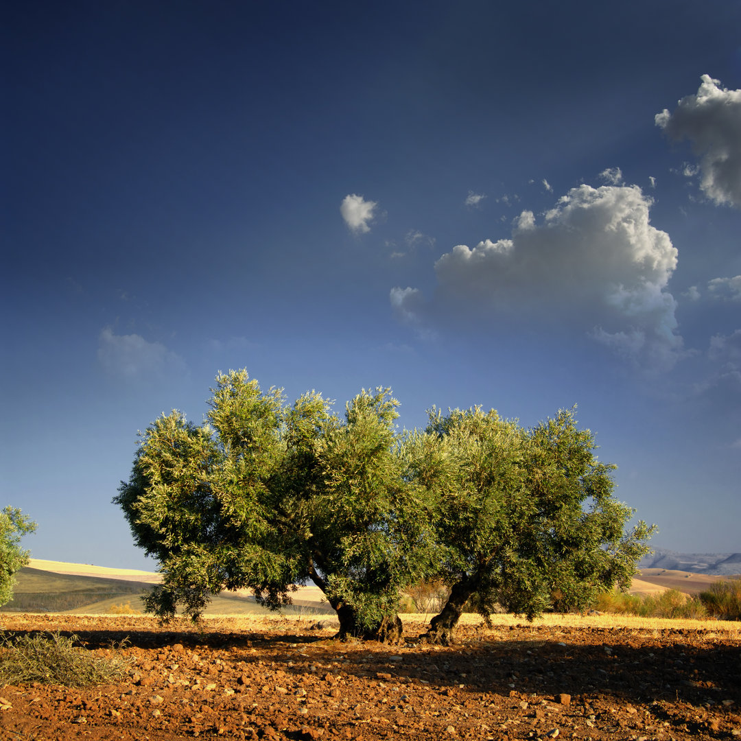 Lonely Olive's Tree von WillSelarep - Leinwandbild