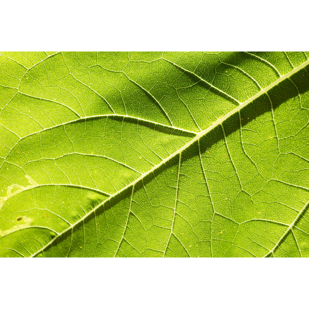 Close-Up On Leaf by MaxRastello - Druck