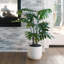 PLANT PHILODENDRON POT 3FT