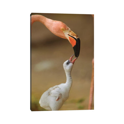 Greater Flamingo Mother And Begging Chick, Caribbean by Tim Fitzharris - Wrapped Canvas Print