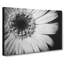 Pretty Flower - Wrapped Canvas-56629959