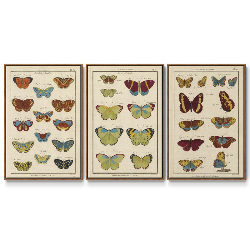 Histoire Naturelle Papillons I, ensemble de 3 toiles encadrées, H 40 po x l 78 po, Noyer