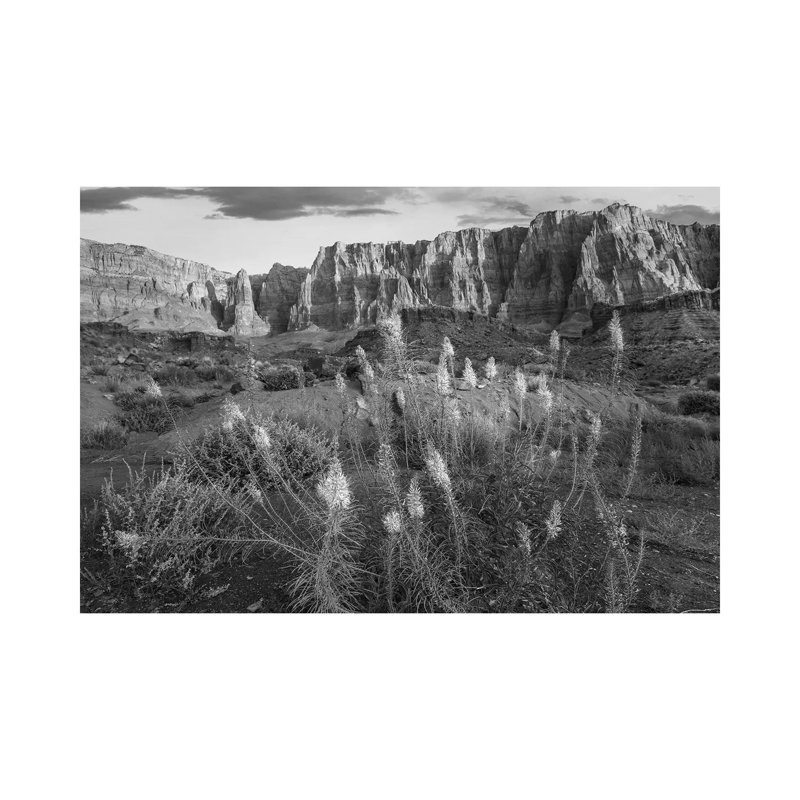Miner's Candle Flowers in Desert, Cathedral Wash, Vermilion Cliffs National Monument, Arizona 1 Piece Wrapped Canvas Wall Art