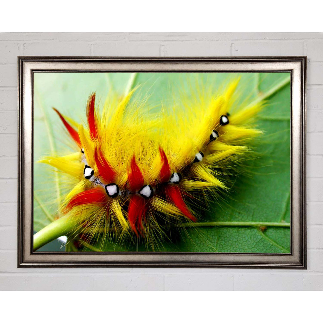 Caterpillar Beauty - Einzelner Bilderrahmen Kunstdrucke