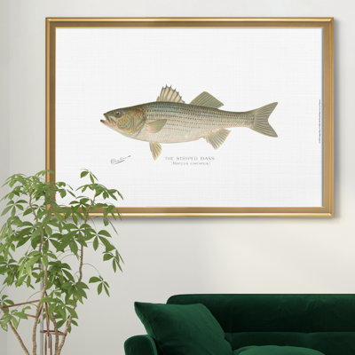 " Striped Bass "