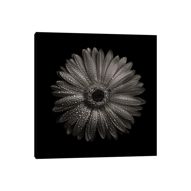 Black and White Gerber Daisy I 1 Piece Wrapped Canvas Wall Art, 66.04 cm H x 66.04 cm W x 1.91 cm D