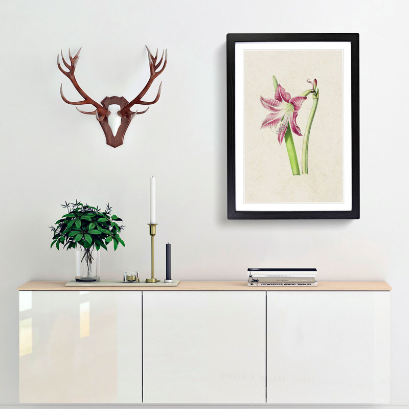Pink Amaryllis Flower Illustration - Framed Print, 36cm H x 27cm W x 2cm D, Black Framed