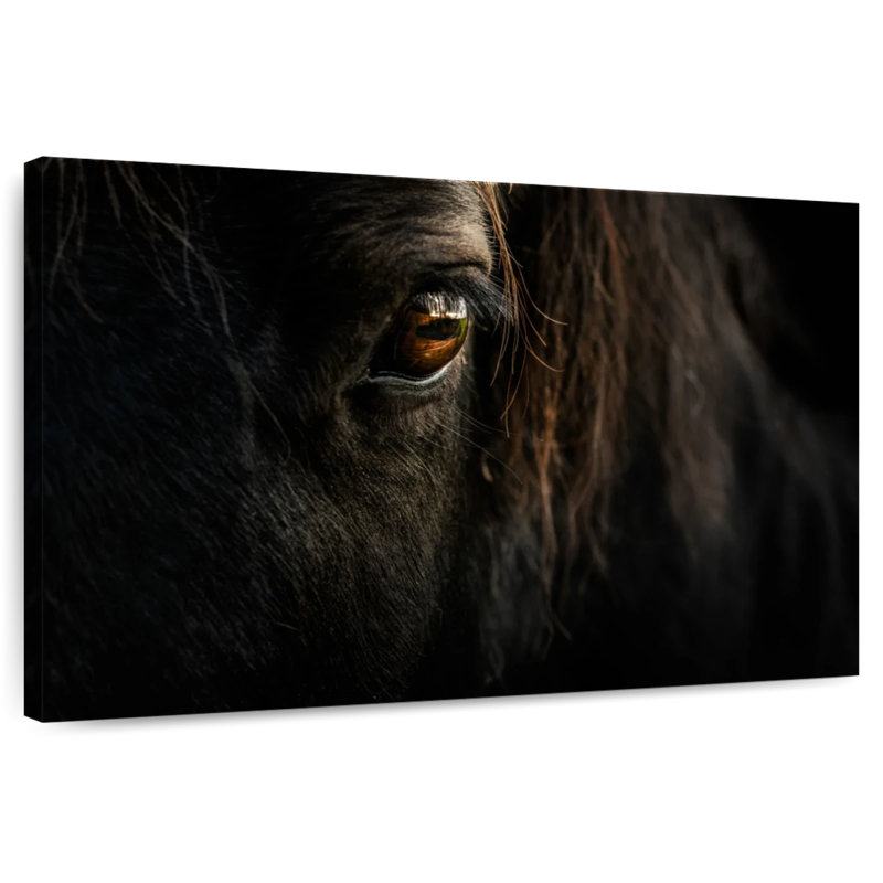 Gros plan sur le visage d'un cheval ronce, H 20 po x l 30 po