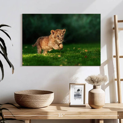 Brampt Frolicking Baby Wild Cat
