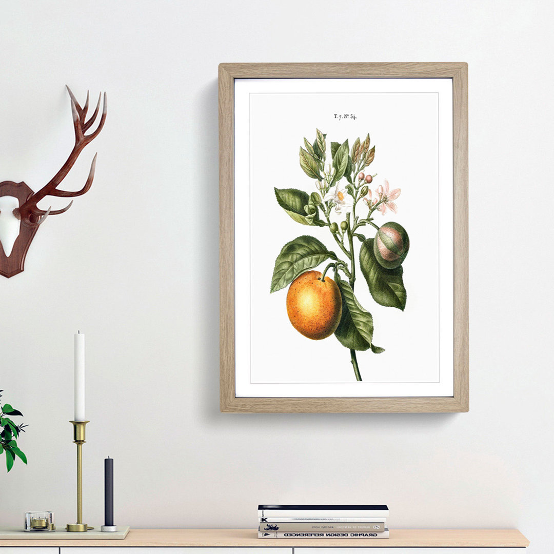 Bitter Orange Tree with Flowers by Pierre-Joseph Redoute - Picture Frame Art Print