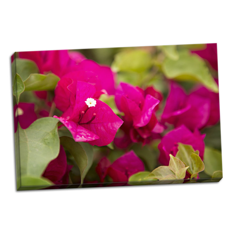 « magenta bougainvillea ii », reproduction de photo, H 16 po x l 24 po x P 0,75 po, Toile tendue