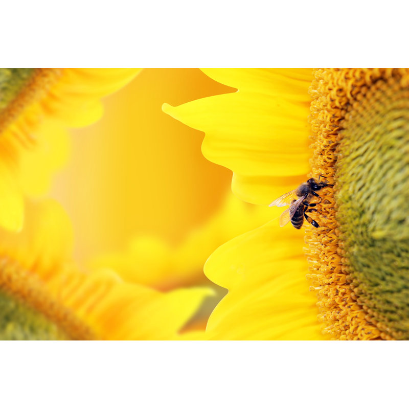 Benecia Bee - Wrapped Canvas Print, 30cm H x 46cm W x 3.8cm D