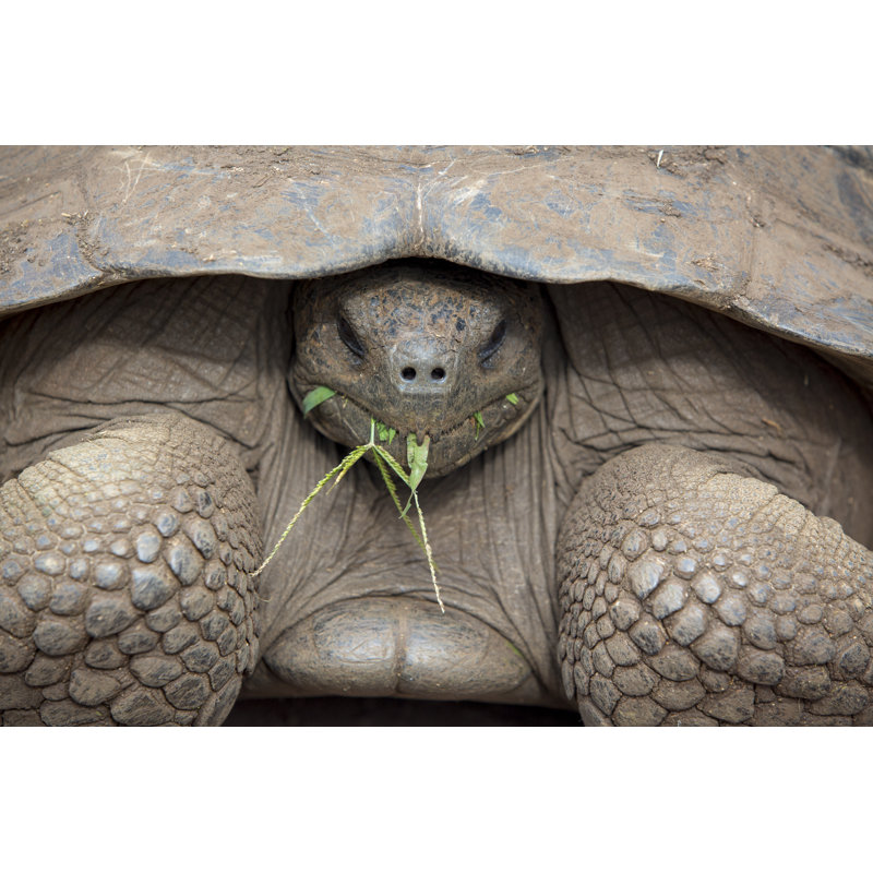 Galapagos Land Turtle by Piccaya - Wrapped Canvas Print, 20cm H x 30cm W x 3.8cm D
