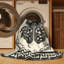 Tapis oriental classique beige / beige Scarington-1606655306