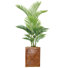 Panama en pot