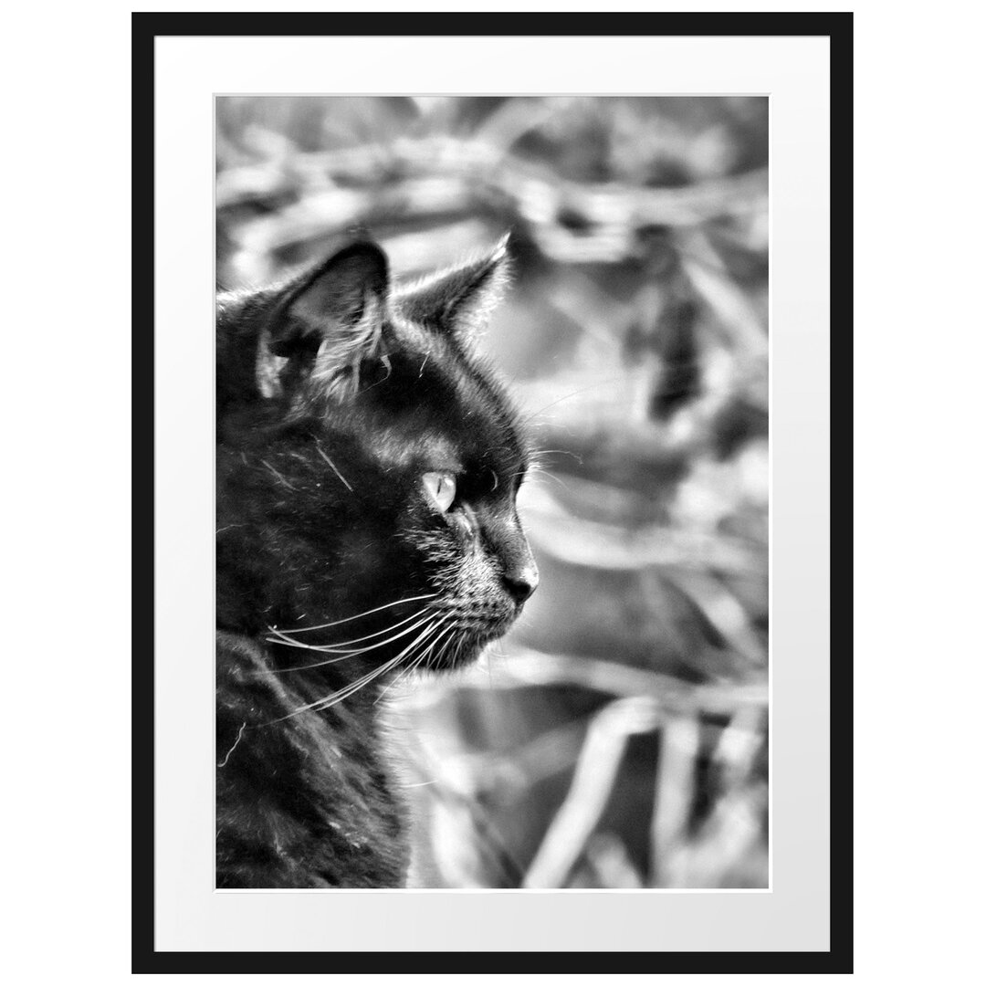 Gerahmtes Poster Schwarze Katze