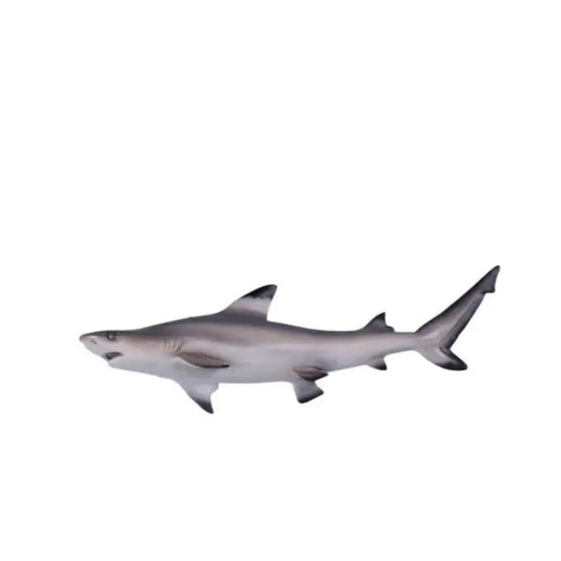 Statue requin à pointe noire