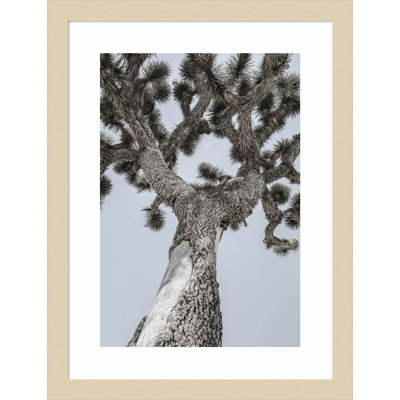 Daisey "Joshua" Print by Shot by Clint