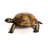 Reginia Tortoise Statue