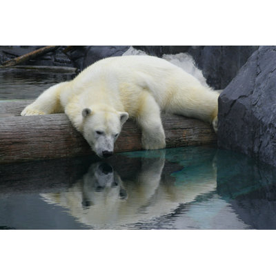 Photographie d'un ours polaire par Chrisjo