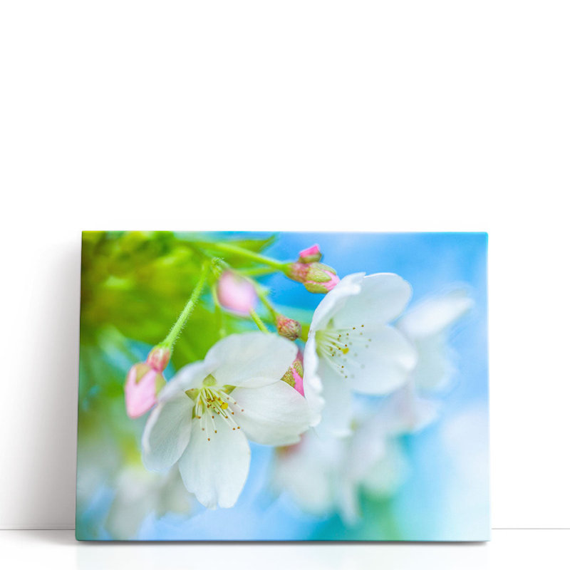 Cherry Blossom - Canvas Print Wall Art, 12" H x 16" W
