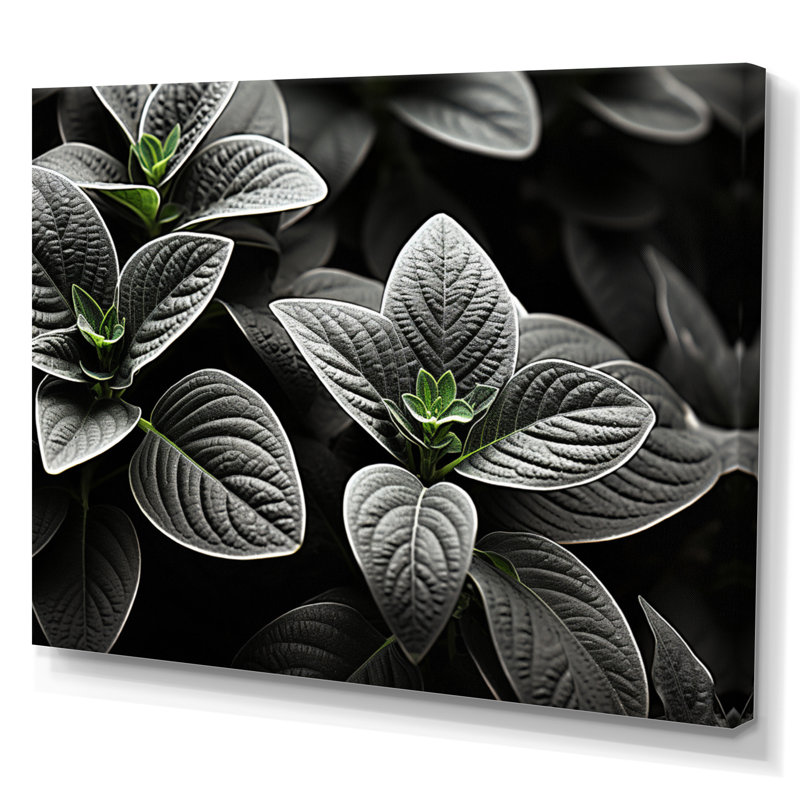 " Grey Plants Botanical Serenity ", 12" H x 20" W x 1" D, Wrapped Canvas