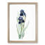German Iris Flowers by Pierre-Joseph Redoute - Picture Frame Painting Print-55608607-55608608