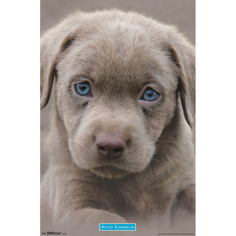 Chiot-impression sur papier blue eyes