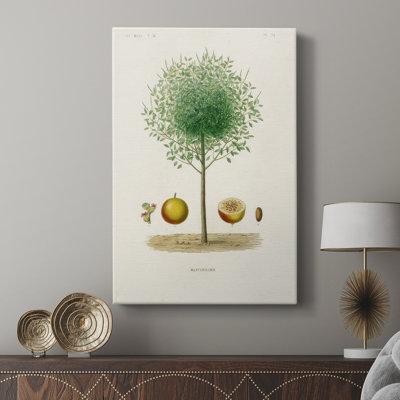 Antique Tree with Fruit VII -Gallery Wrapped Cavas